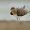 Ouhorlik stepni - Glareola pratincola - Collared Pratincole 6896b